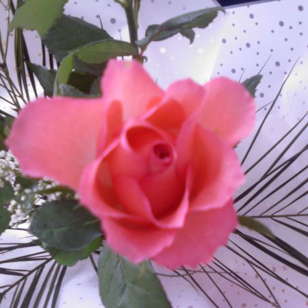 Rose of love